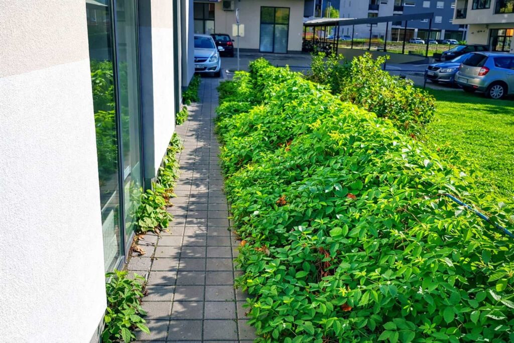 Уклањање корова 2 Бања Лука min (1)